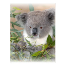 Carte postale d'ours de koala