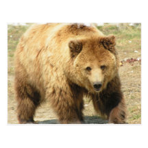 Carte postale d'ours gris