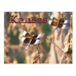 Carte postale du Kansas : Libellules