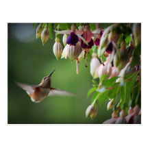 Carte postale d'usine de colibri et de fleur de Fu