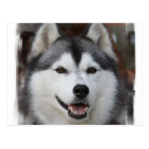 Carte postale enrouée de chien