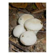 Carte postale épineuse de champignon de souffles