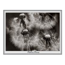 Carte postale fleurs pissenlits