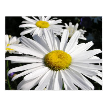 Carte postale florale de marguerites