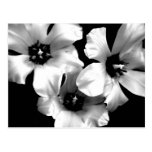 Carte postale florale noire et blanche