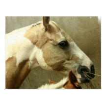 Carte postale grise de cheval de concours complet