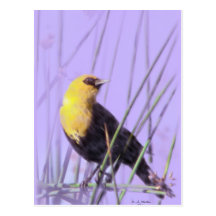 Carte postale Jaune-Dirigée de merle…