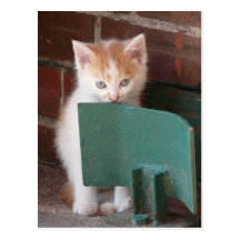 Carte postale « jeune chat "