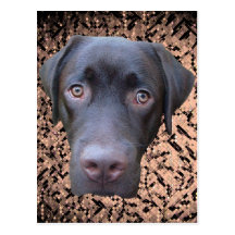 Carte postale Labrador Jimmy
