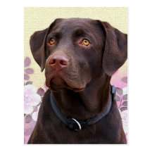 Carte postale Labrador Lorenzo