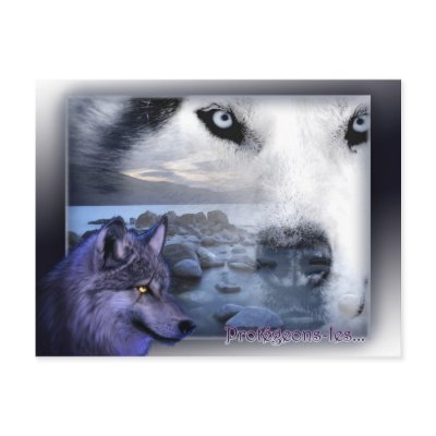 carte postale loup protection by patdid