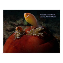 Carte postale mignonne de clownfish