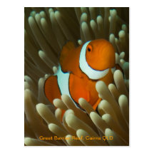 Carte postale mignonne de Clownfish