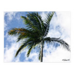 carte postale mylifeisart palmier