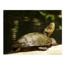 Carte postale occidentale de tortue d'étang