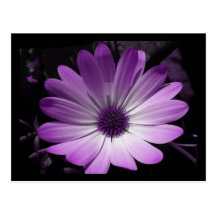 Carte postale pourpre de fleur de marguerite
