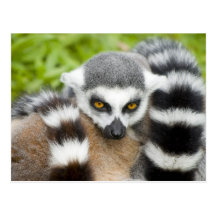Carte postale - queue mignonne de Stripey de lémur