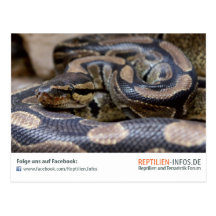 Carte postale reptiles infos