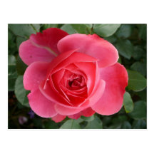 Carte postale rose