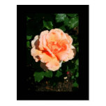 Carte postale rose de fleur d'orange