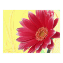 Carte postale rose de Gerbera