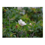 Carte postale rose sauvage blanche