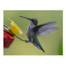 Carte postale tout préparée de colibri