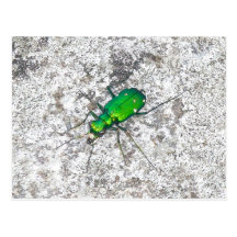 Carte postale verte de scarabée de tigre