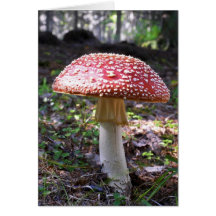 Carte pour notes-Champignon