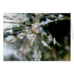 CARTE POUR NOTES, cristaux de glace sur les aiguil