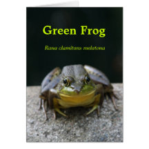 Carte pour notes de grenouille verte