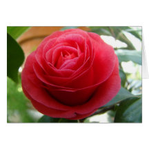 Carte pour notes de pivoine
