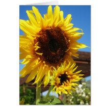 Carte pour notes de tournesol