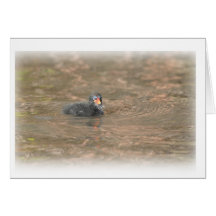 Carte pour notes : Poussin de poule d'eau