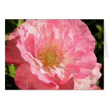 Carte rose de fleur de pavot