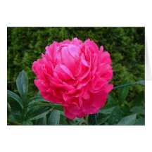Carte rose de pivoine