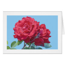 Carte, "rose rouge # 244"