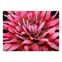 carte rouge de dahlia