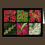 Carte rouge et verte de feuillage cartes