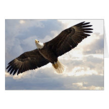 Carte vierge d'Eagle en vol -
