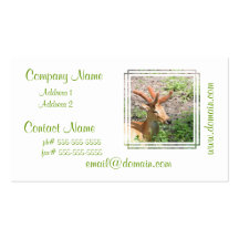 Cartes de visite doux de cerfs communs cartes de visite personnelles