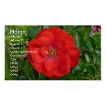 Cartes de visite roses modèles de cartes de visite
