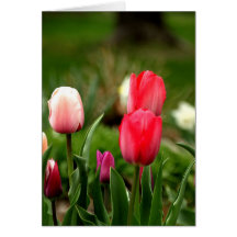 Cartes de voeux de champ de tulipes
