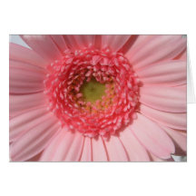 Cartes de voeux de marguerite de rose en pastel