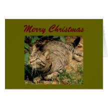 Cartes de voeux de Noël de chat tigré