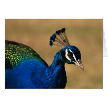 Cartes de voeux de paon - personnalisable vide