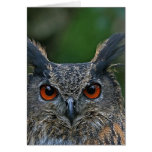 Cartes personnalisables de hibou, cartes postales,