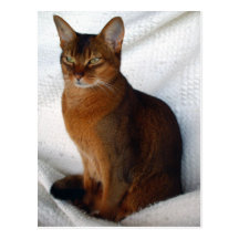Cartes postales abyssiniennes vermeilles de chat