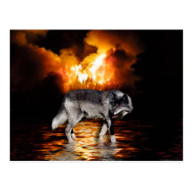 Cartes postales de loup gris