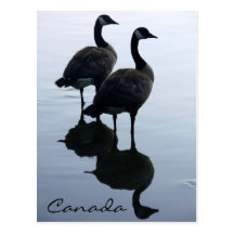 Cartes postales d'oies du Canada de cartes postale